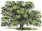 Oak