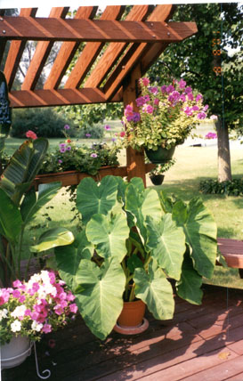 Elephant ears.