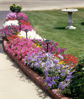 Front annual bed.