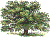 Quercus