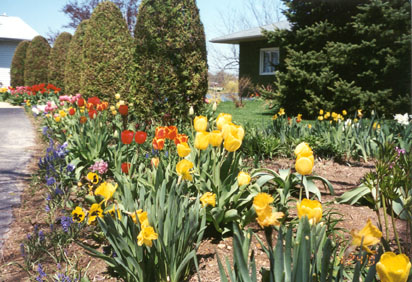 Spring flowers.