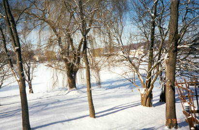 Trees.