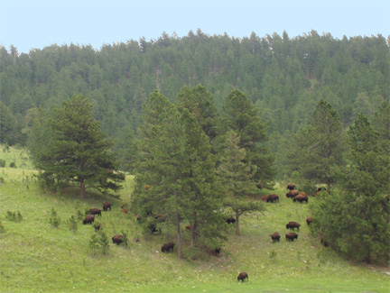 Bison