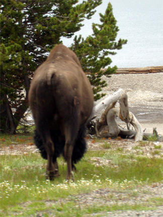 Buffalo crossing