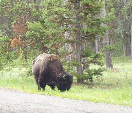 Buffalo at Fishing Bridge