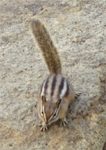 Chipmonk