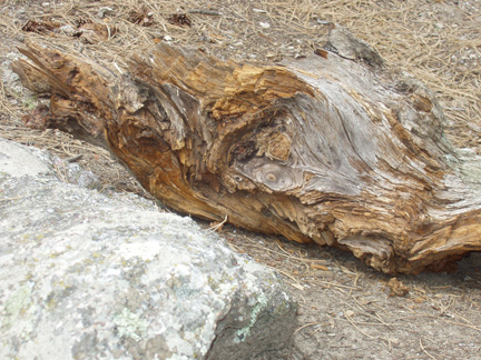Old log