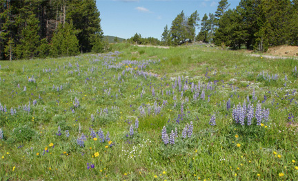 Lupins