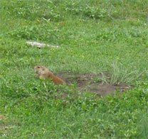 Prarie Dog